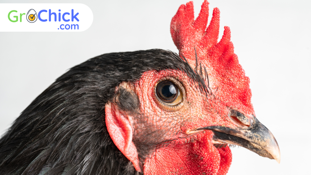 GroChick - Black Australorp