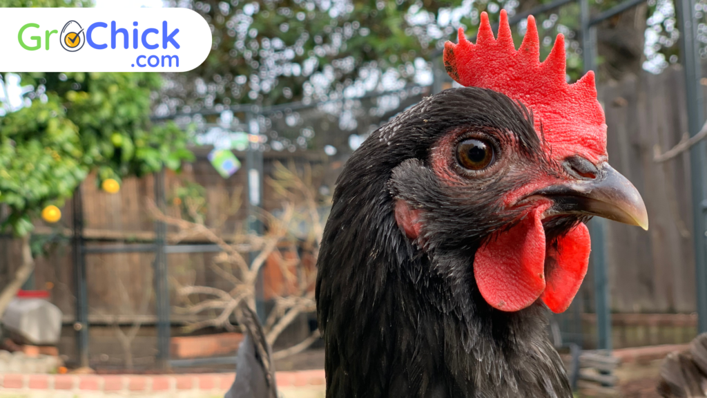 GroChick - Black Australorp