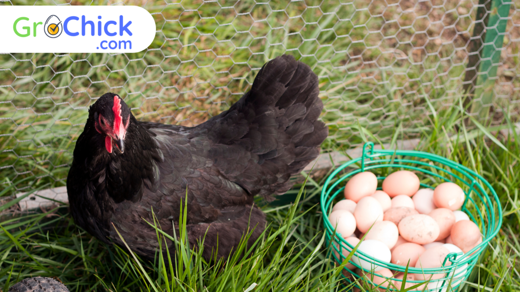 GroChick-Black-Australorp-14