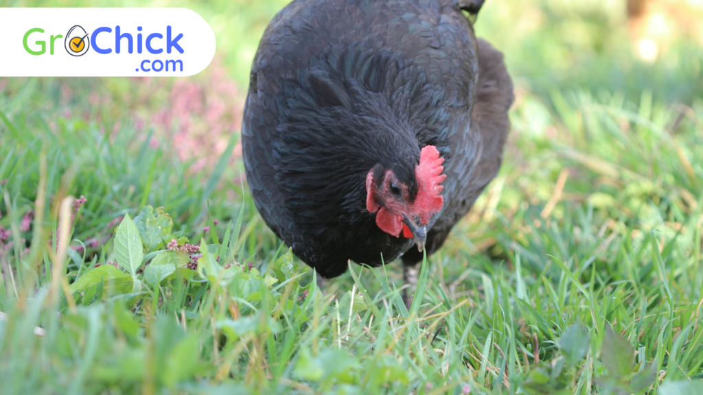 GroChick - Black Australorp
