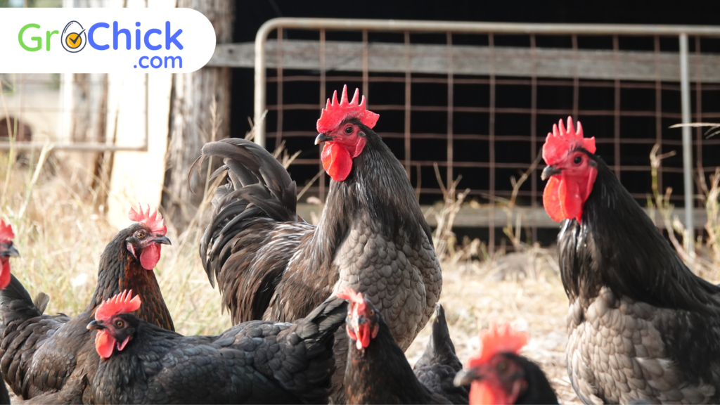 GroChick - Black Australorp