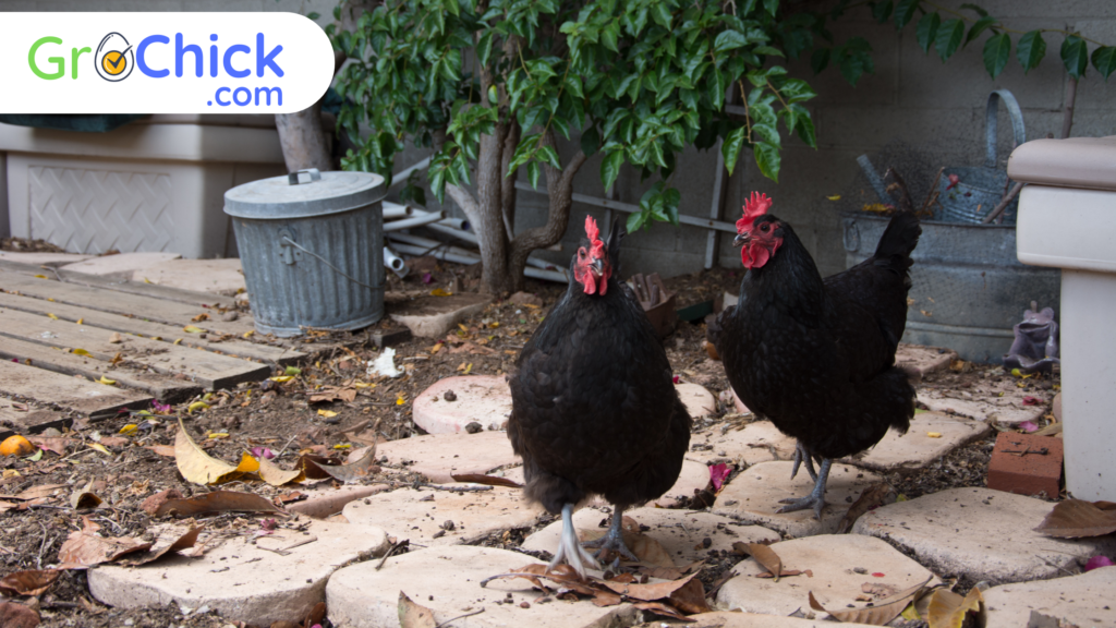 GroChick - Black Australorp