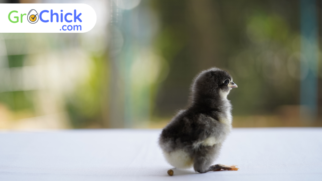 GroChick - Black Australorp