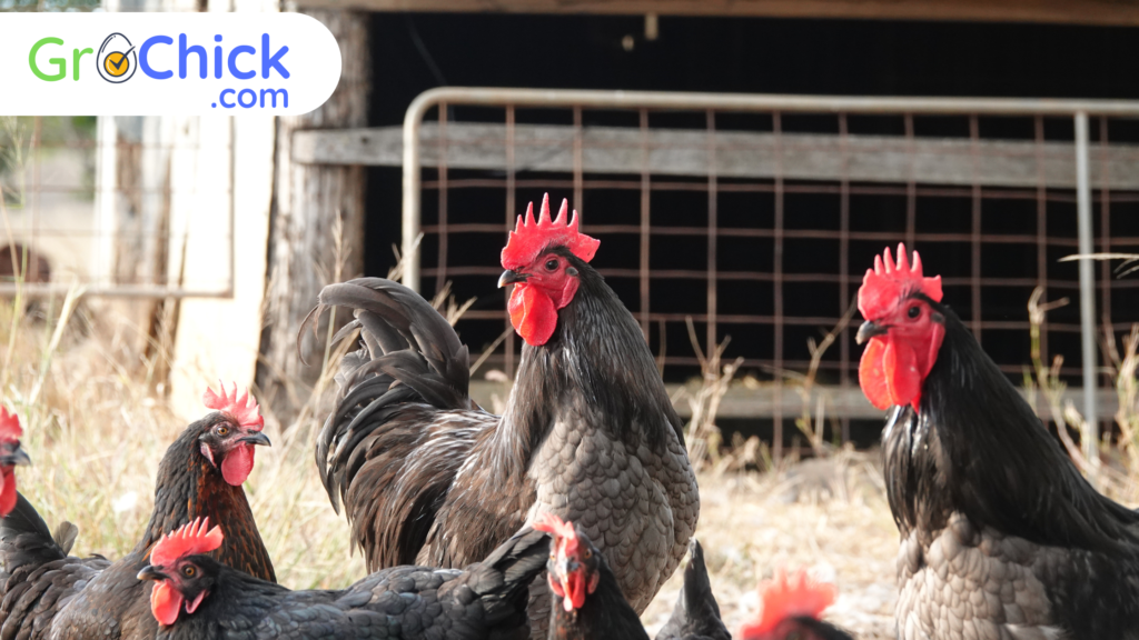 Australorp Chicken - GroChick