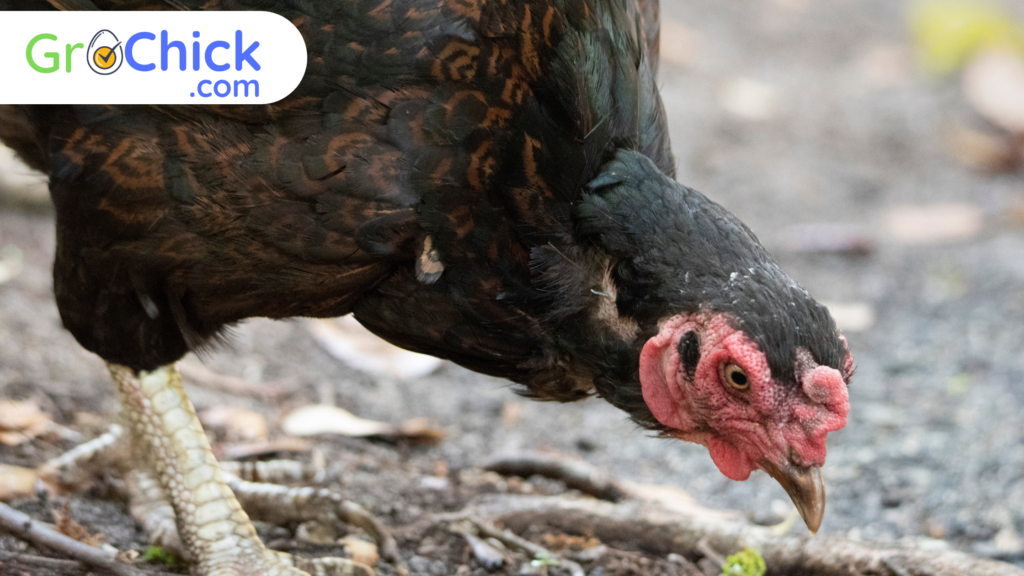 Cornish Chicken - GroChick