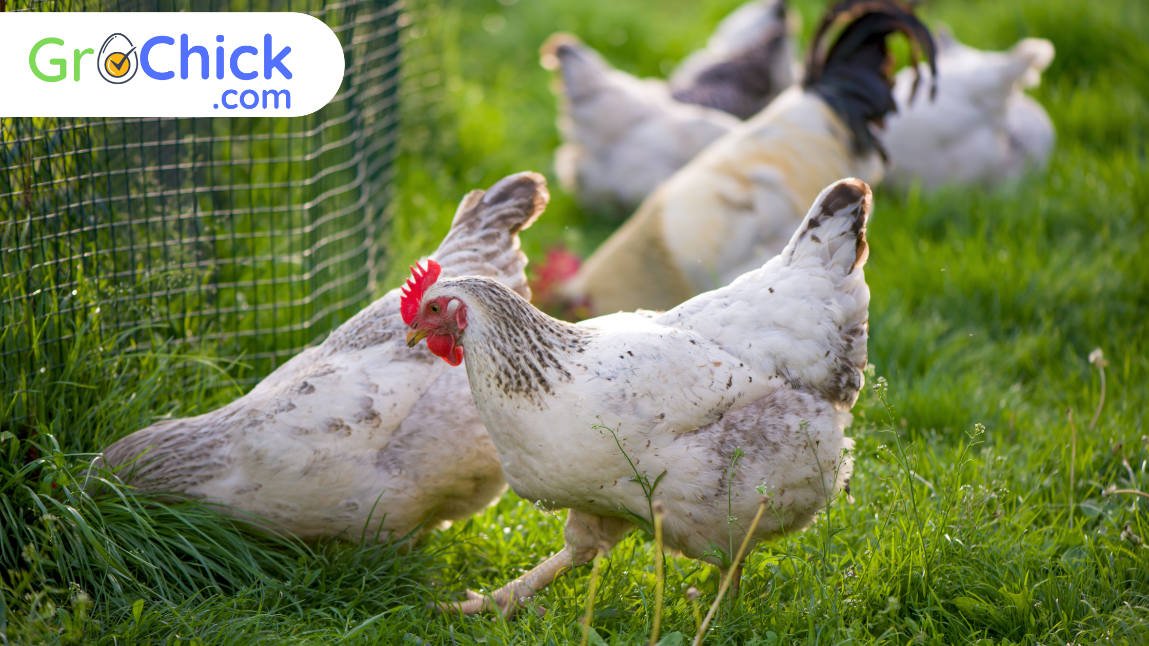 Free-Range Layer Hens with Roosters