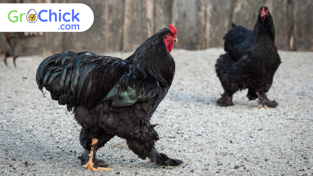 Jersey Giant Chicken - GroChick