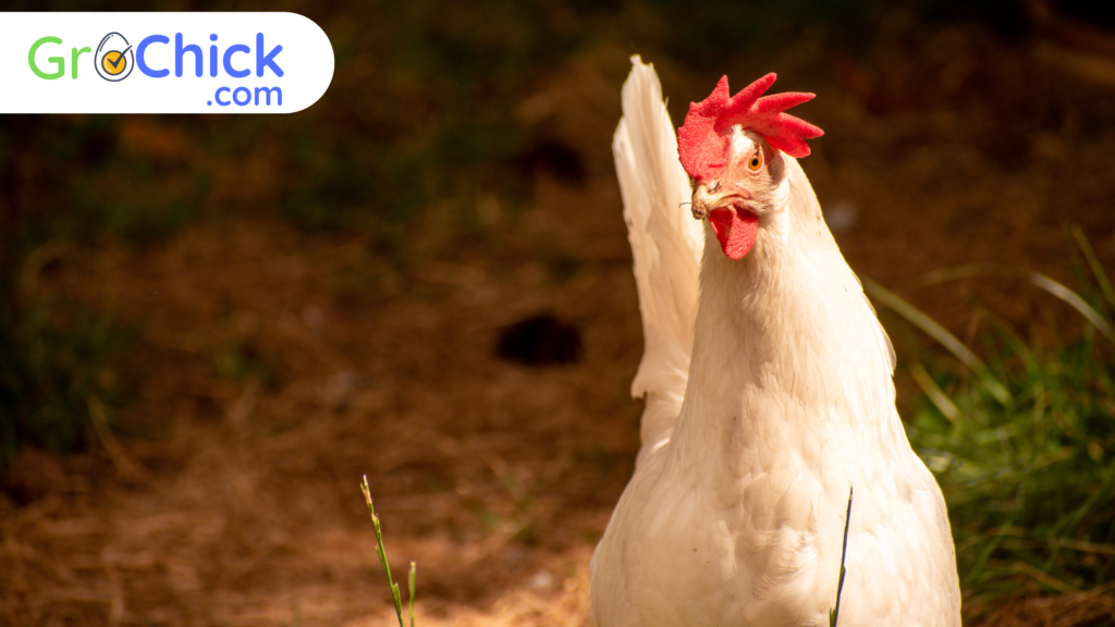 Leghorn - GroChick