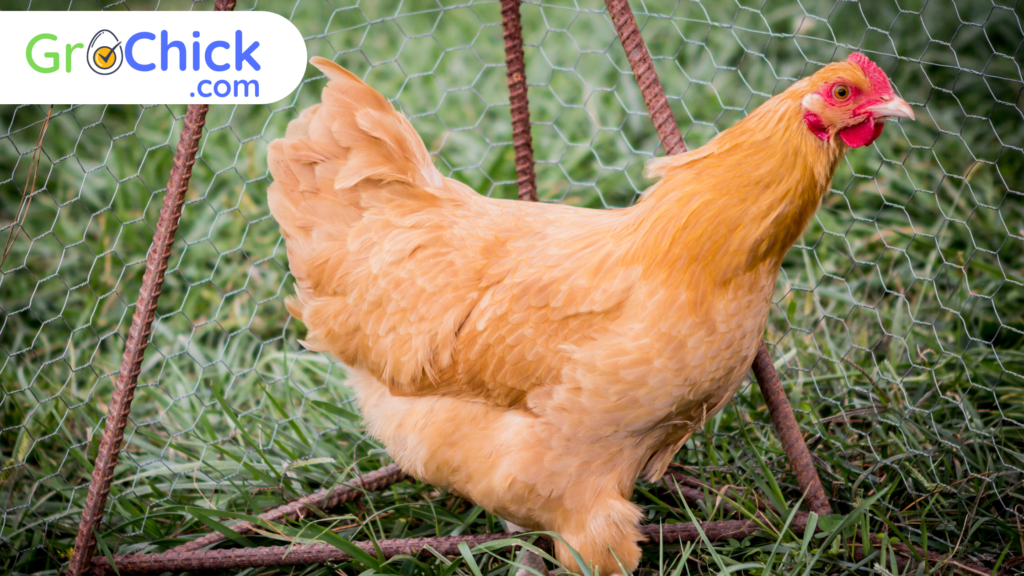 Orpington Chicken - GroChick