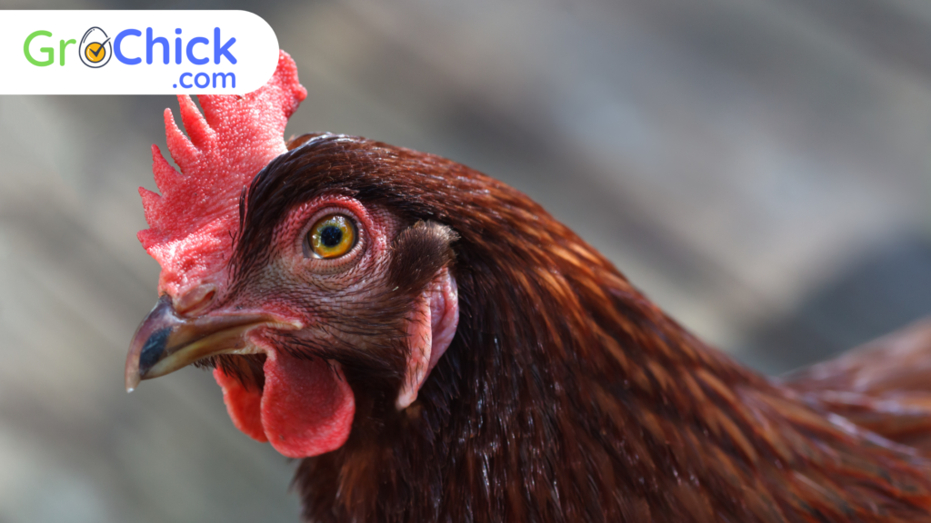 Rhode Island Red Chicken - GroChick