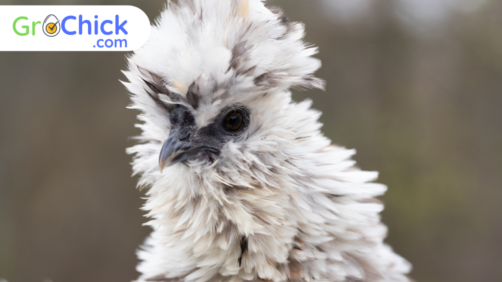 Silkie Chicken - GroChick